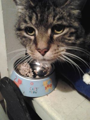 . Jeeves AKA Nibby .