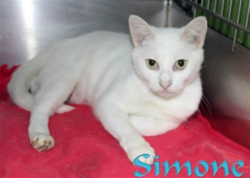 . Simone .