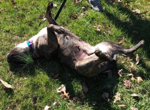 kreitzer s critter corral puppy rescue lake kreitzer s critter corral puppy rescue lake