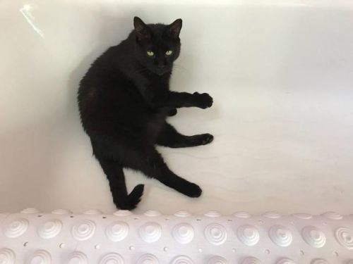 . Chili(FIV+,FeLV+) .