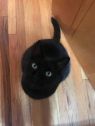 . Chili(FIV+,FeLV+) .