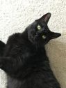 . Chili(FIV+,FeLV+) .