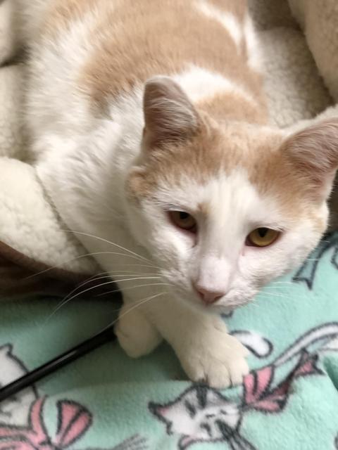 . Daisy Mae! Colony Cat! .