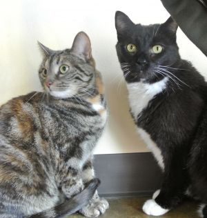 . Fancy & Pip Squeak (Bonded) .