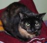 . Shadow Paw (FIV+) .