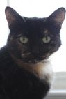 . Shadow Paw (FIV+) .