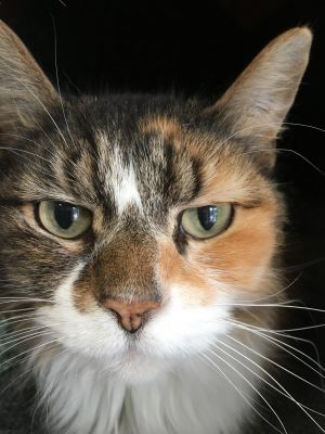 . Maggie .