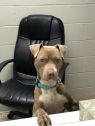 Scarlett A036131
