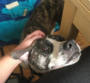 . Madge -- My Adoption Fee is Sponsored! .