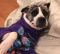 . Madge -- My Adoption Fee is Sponsored! .