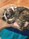 . Madge -- My Adoption Fee is Sponsored! .