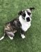 . Madge -- My Adoption Fee is Sponsored! .