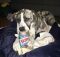 . Madge -- My Adoption Fee is Sponsored! .