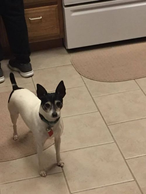 Available Dogs « Toy Fox Terrier Rescue, Inc.