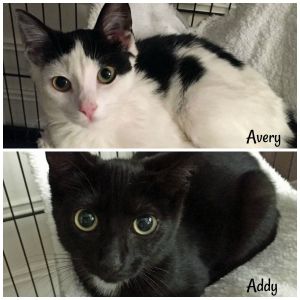 . Addy & Avery .
