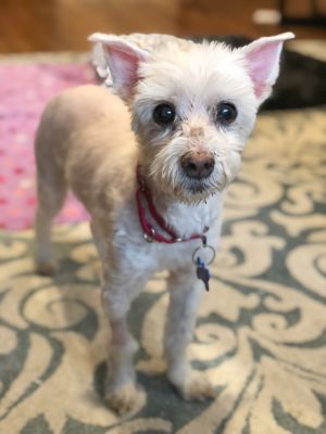 . Little Frosty - My Adoption Fee is Sponsored! .