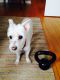 . Little Frosty - My Adoption Fee is Sponsored! .