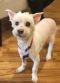 . Little Frosty - My Adoption Fee is Sponsored! .