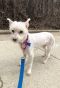 . Little Frosty - My Adoption Fee is Sponsored! .
