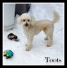 . Toots .