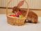 . Ginger .