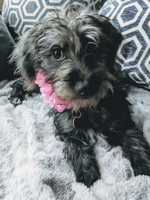 Adopt a Tiny Dog Breed From Tiny Paws Rescue &amp; Shelter