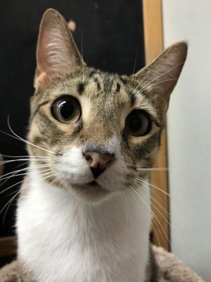 . Nuki .