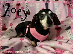. Zoey .