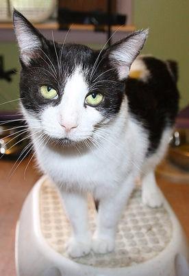 . Denali (FIV+) .