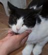 . Denali (FIV+) .