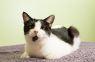 . Denali (FIV+) .