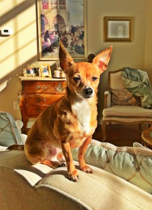 . Ruby Ginger Roo .