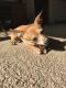 . Ruby Ginger Roo .