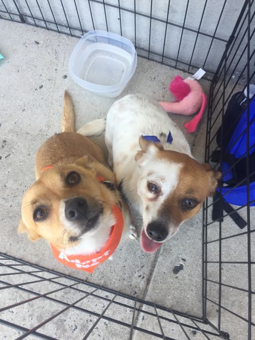 . Casey and Rusty (Bonded Pair) .