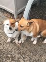 . Casey and Rusty (Bonded Pair) .