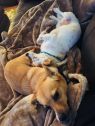 . Casey and Rusty (Bonded Pair) .