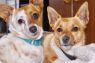 . Casey and Rusty (Bonded Pair) .
