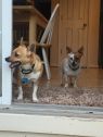 . Casey and Rusty (Bonded Pair) .