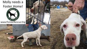 petfinder adoptable pet english