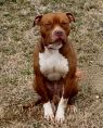 Brutus