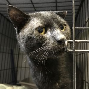 adopt bronx tails cat rescue