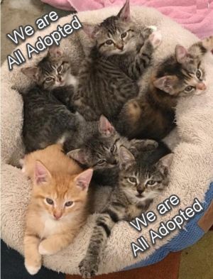 . Kittens! Kittens! .