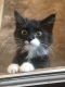 . Kittens! Kittens! .