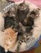. Kittens! Kittens! .