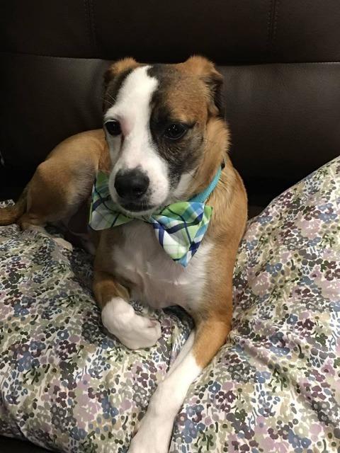View Our Dogs Spca Of East Texas