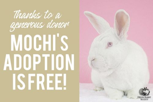. Mochi .