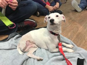 Dog Unable To Sleep Broken Leg Dog Unable To Sleep Broken Leg