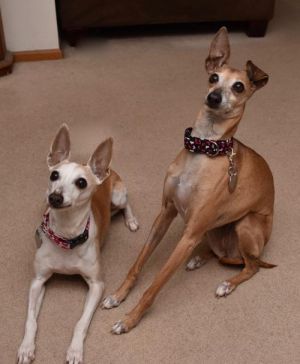 . Maddie & Angel .