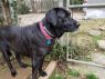 Annabelle A035690