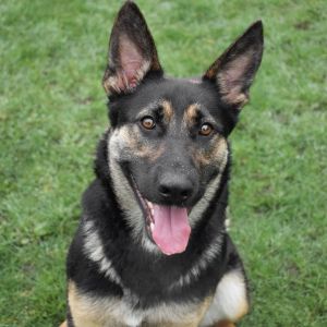 Washington County Humane Society Available Dogs Washington County Humane Society Available Dogs